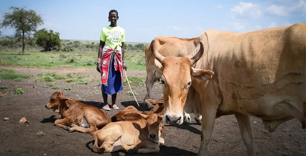 Individual with cows in Narok, Kenya