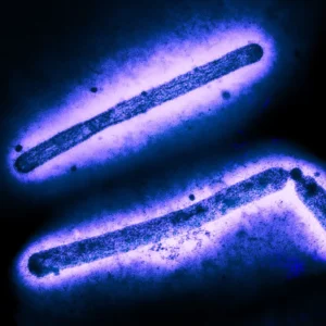 Virus Image: Three H5N1 rod-shaped virus particles.