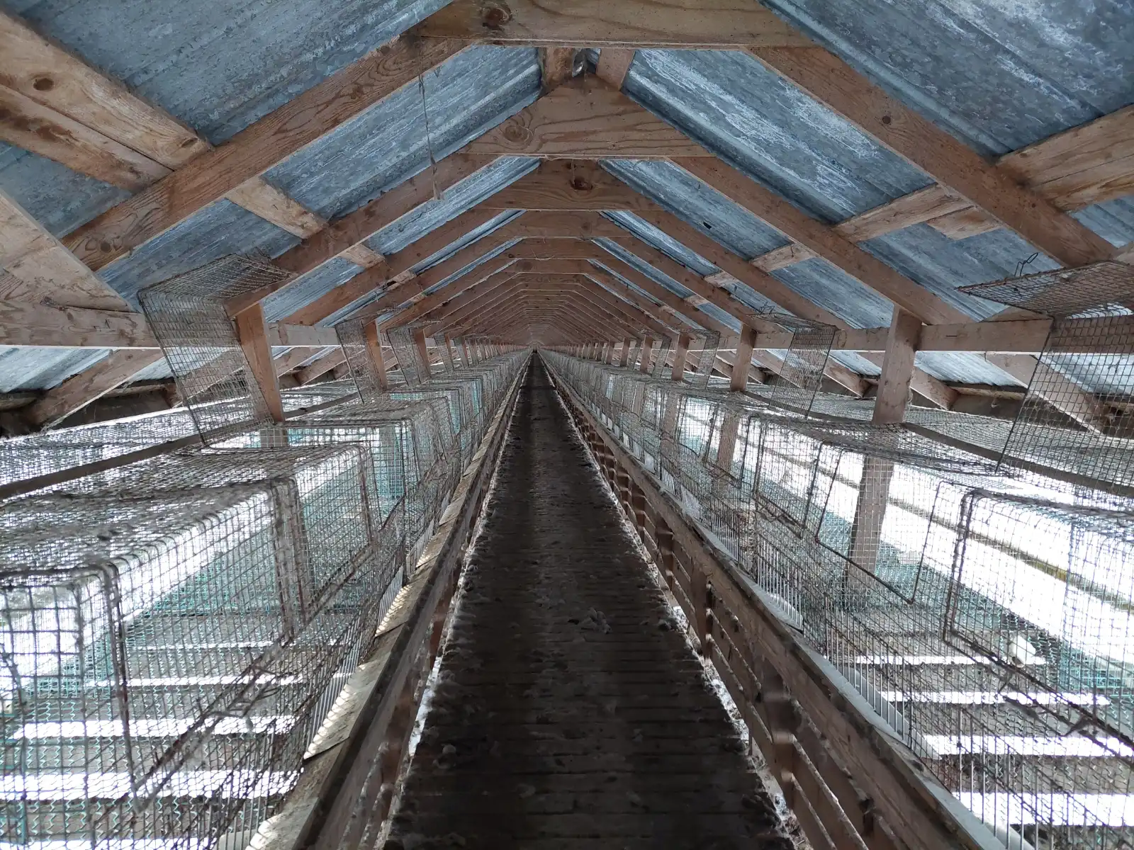 A fur farm shed with empty cages. Snow can be seen at the sides of the shed