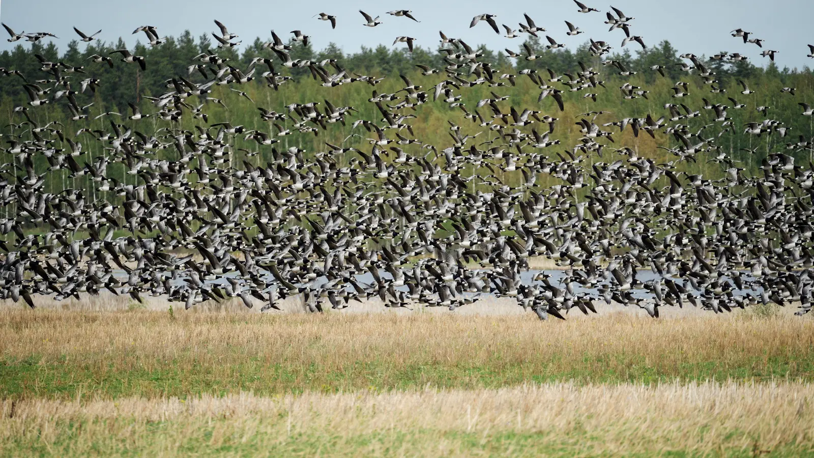 A flock of hundreds of geese taking off from a field