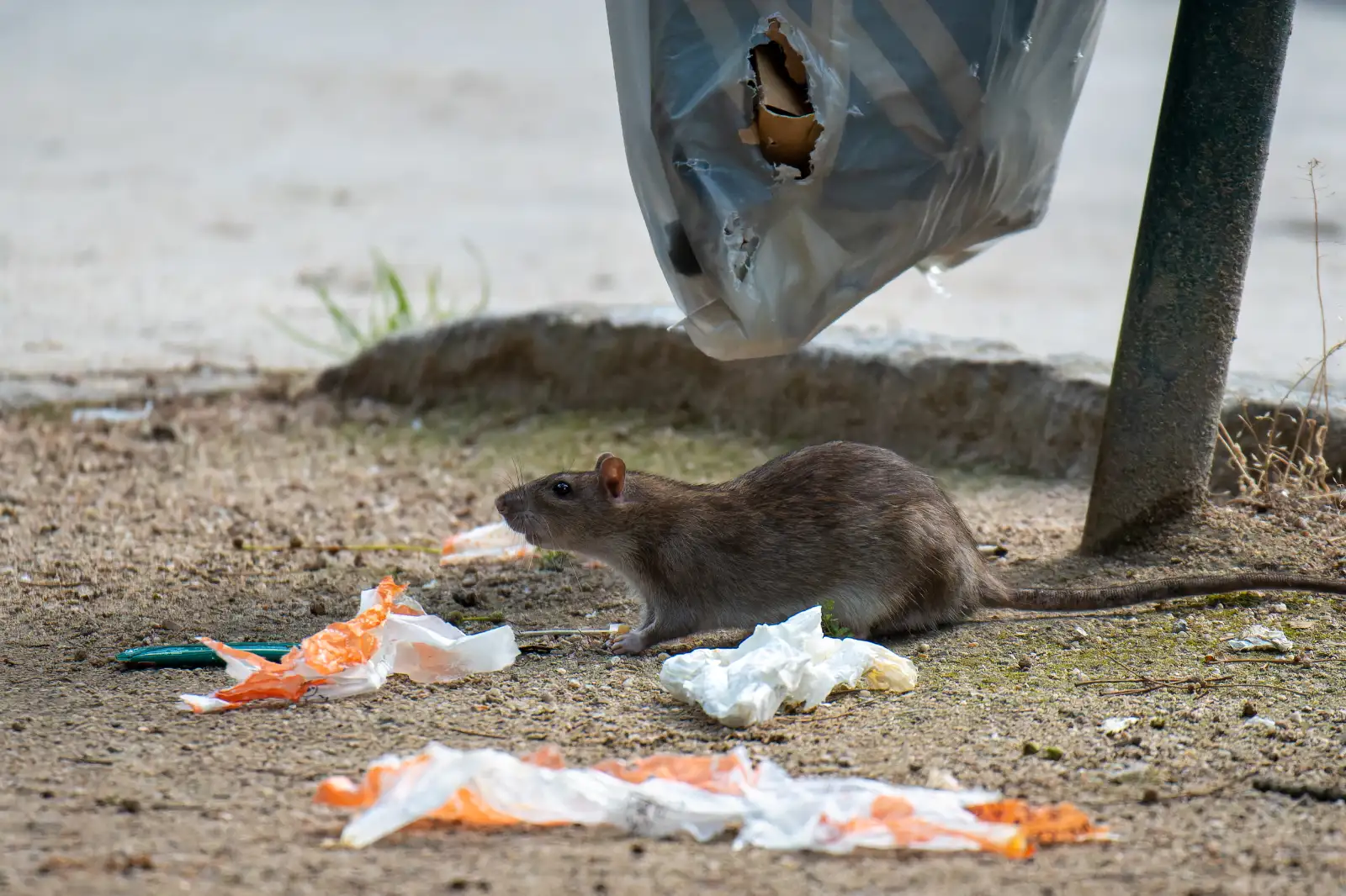 A brown rat amongst rubbish left on the ground at a market