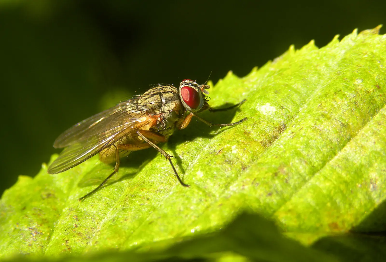 A fly sitting on a leaf, bathed in bright sunshine