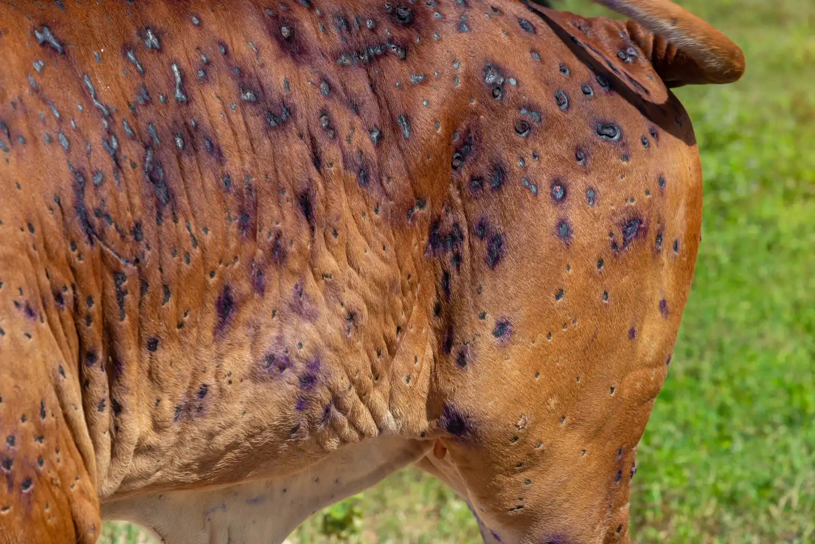 A close up a cow's hide, showing purple lumps and lesions