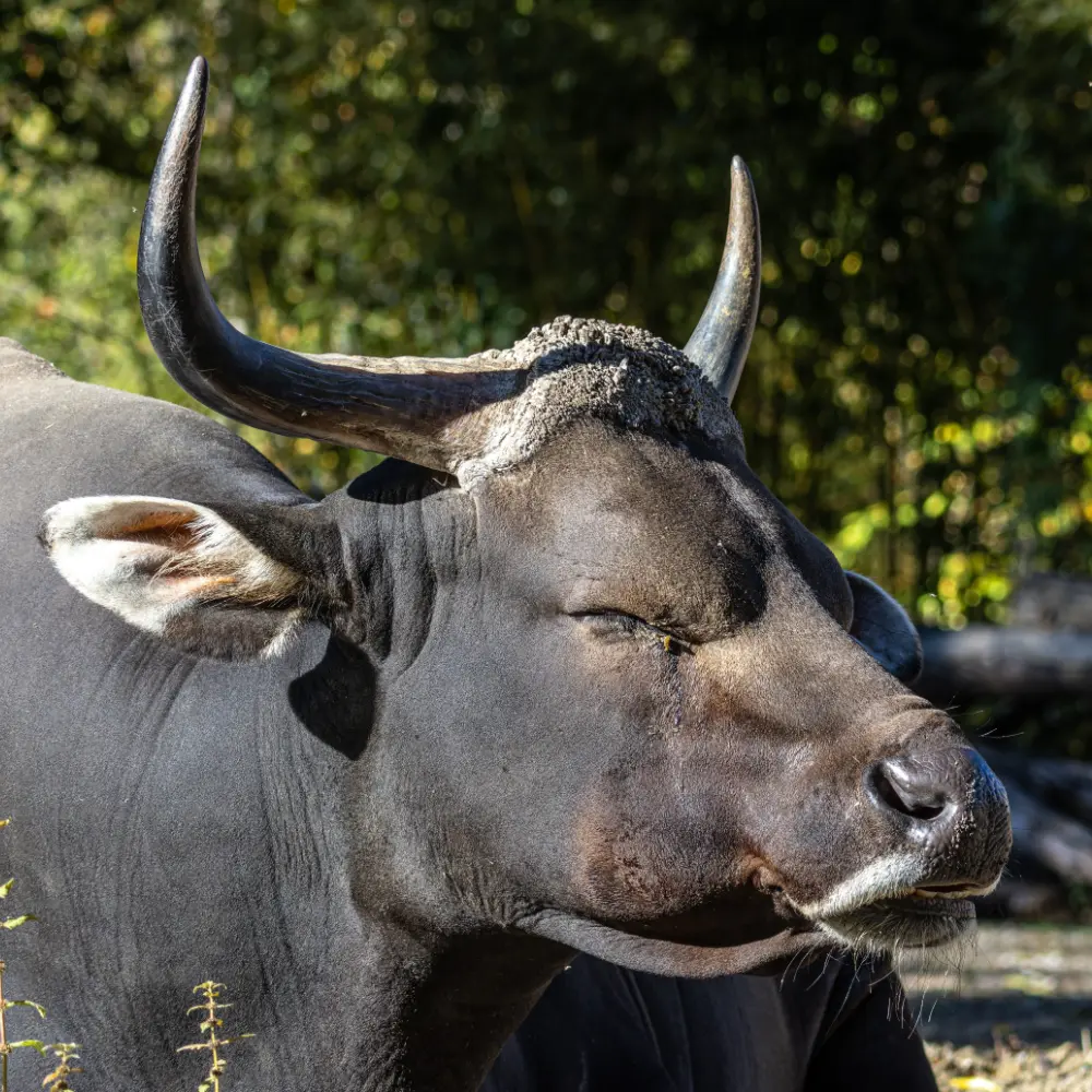 Water buffalo with its eyes closed