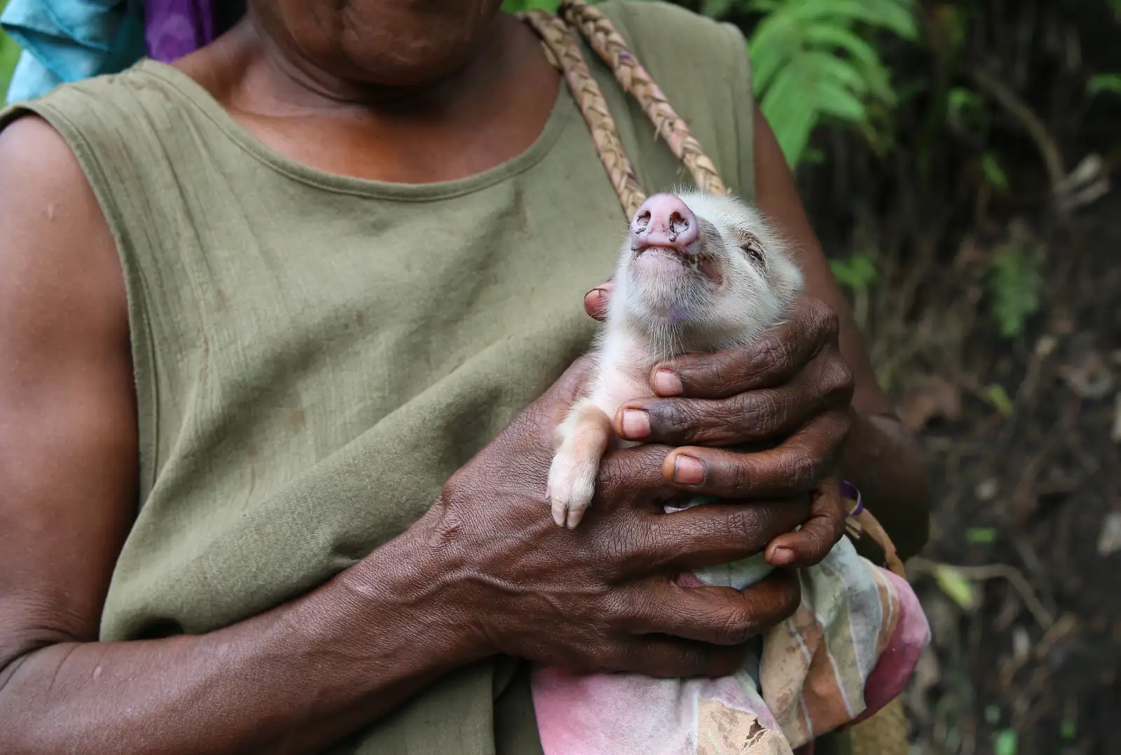 A farmer holds a piglet